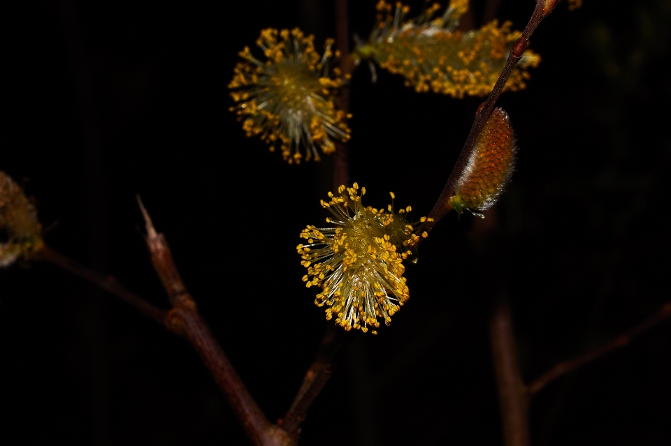 Tree nature branch plant