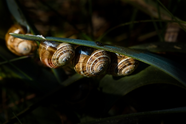 Photo Nature bifurquer usine la photographie