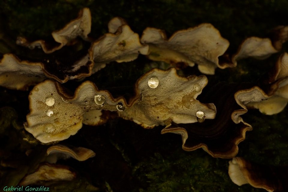 Nature feuille photo macro