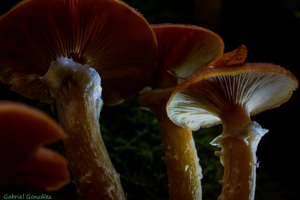 自然 植物 写真撮影 葉 写真