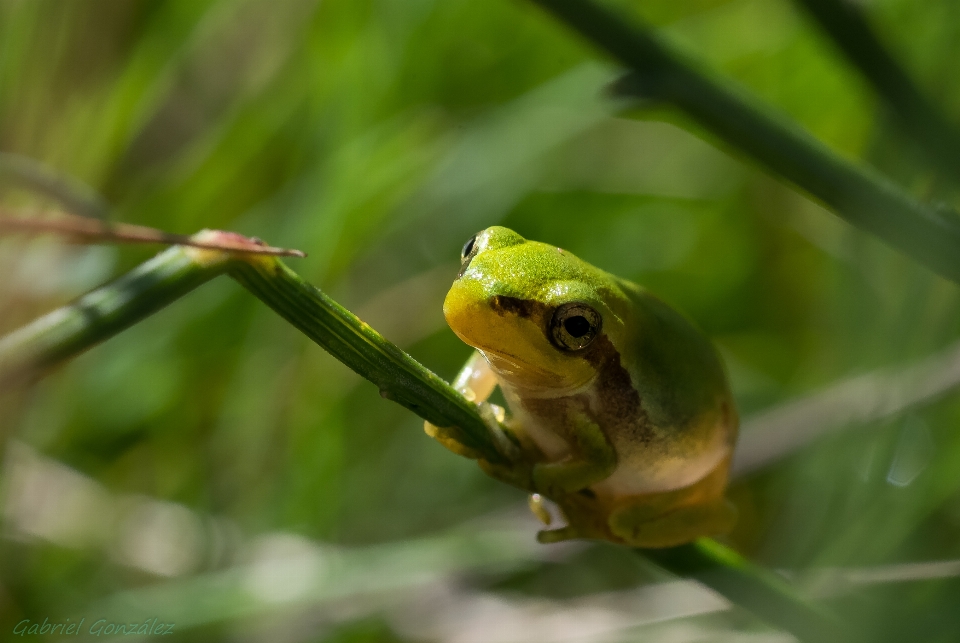 自然 花 野生動物 緑