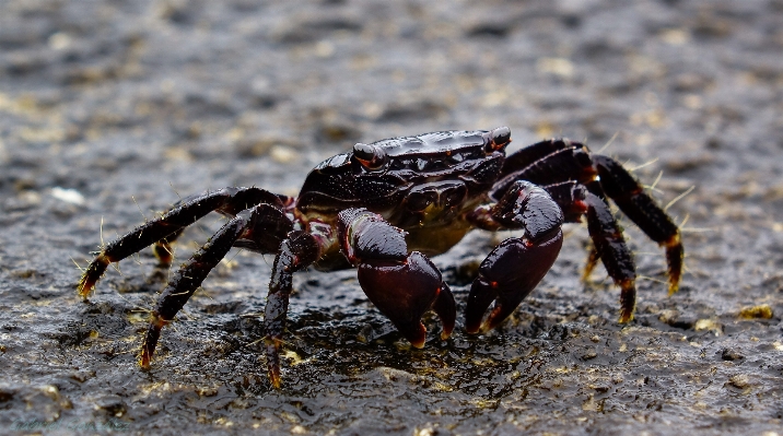 Foto Alam margasatwa makanan makro