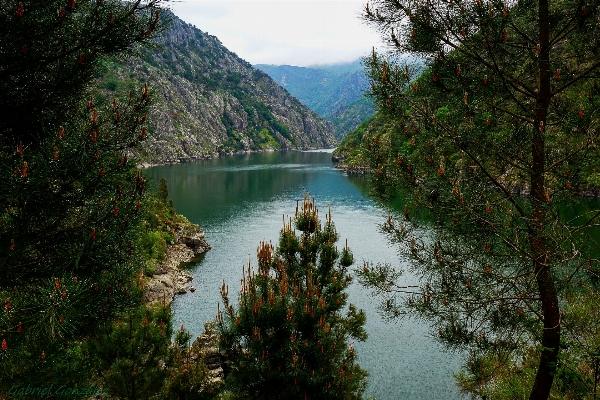 Landscape tree forest wilderness Photo