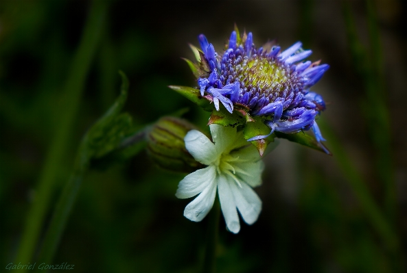 Photo Nature fleurir usine la photographie