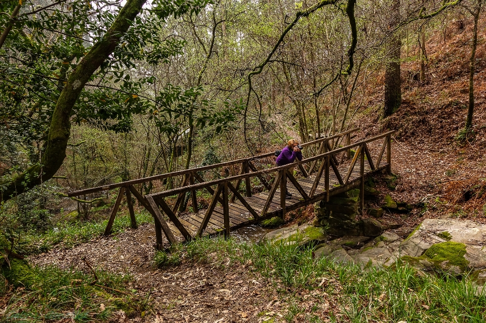 Paesaggio albero natura foresta