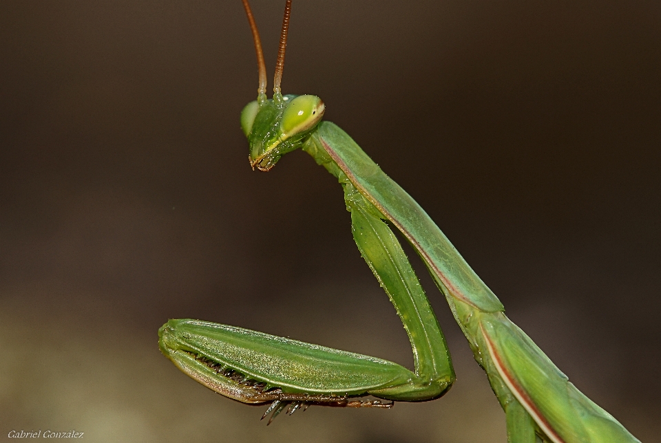 Natura foto verde insetto