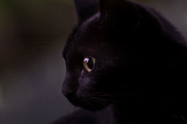 自然 写真 子猫 猫 写真