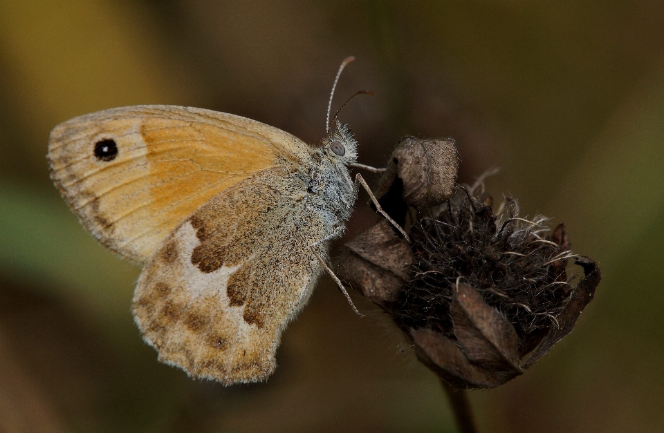 Nature wing photography flower