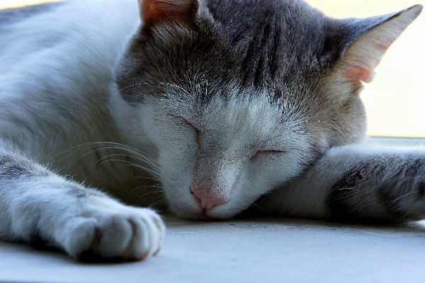 Nature white photo kitten Photo