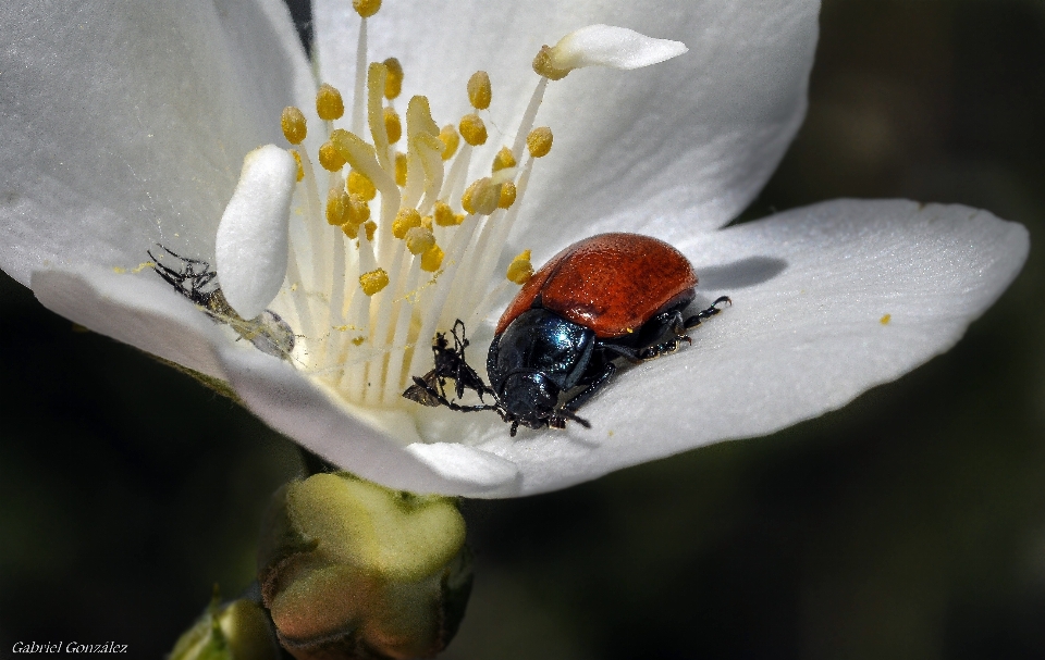 Nature fleurir usine la photographie