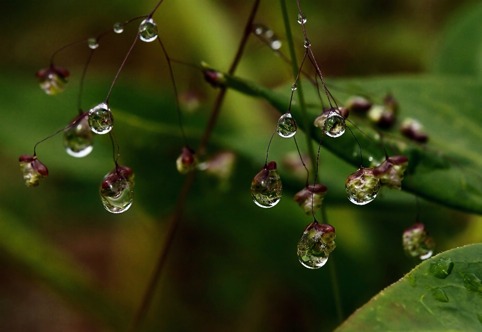 Water nature grass branch