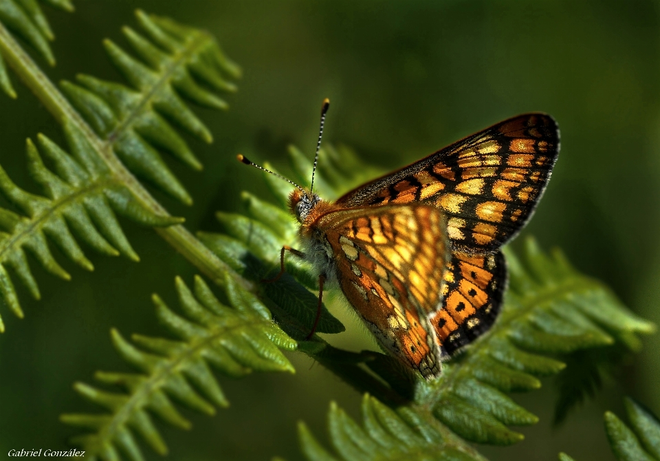 Natura ala foglia fiore