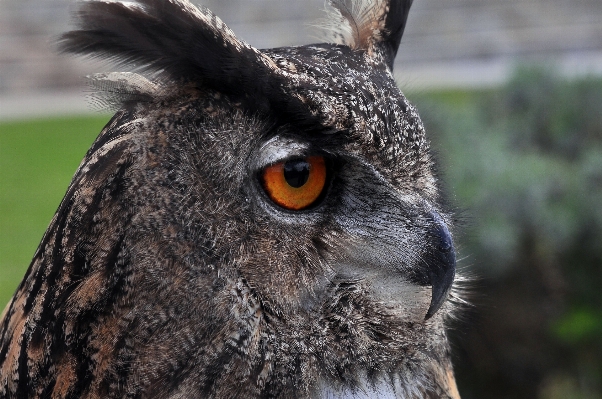 Foto Natura uccello animali selvatici becco