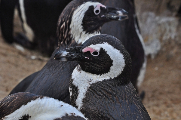 Foto Natura uccello animali selvatici zoo