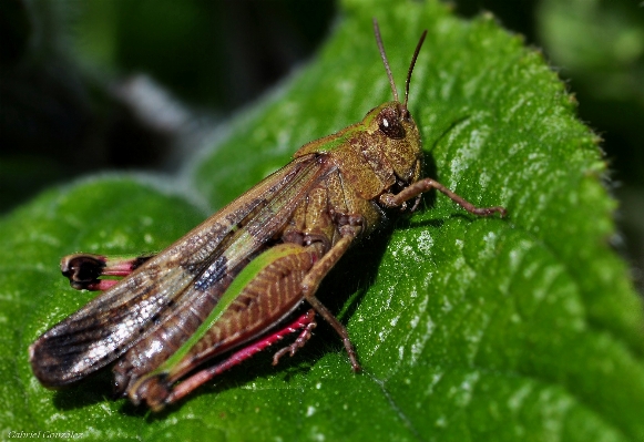 Nature insect macro moth Photo