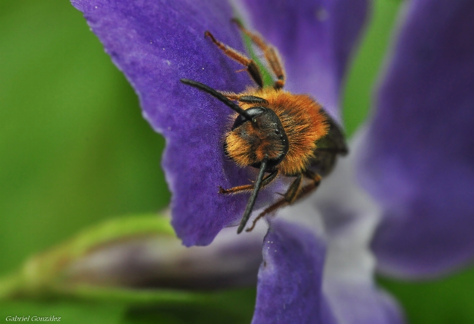 Natura fiore pianta fotografia