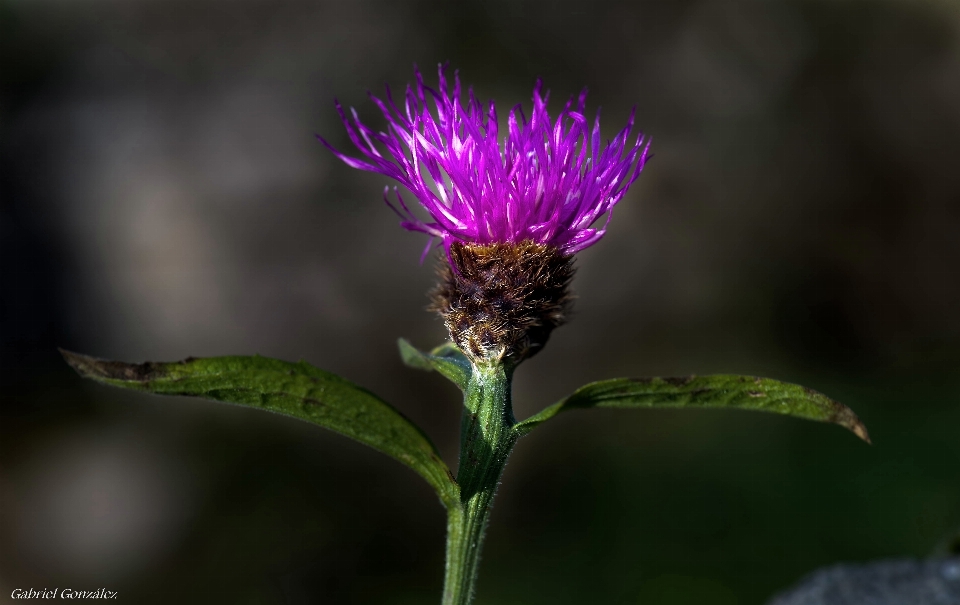 Nature fleurir usine la photographie