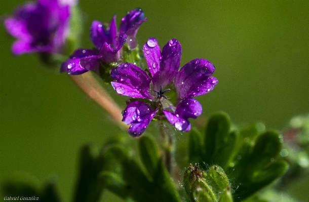 Photo Nature fleurir usine fleur