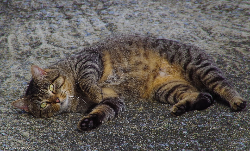 Chat mammifère fauna chats