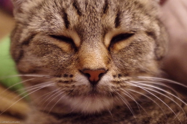 Foto Animais selvagens gato mamífero fauna