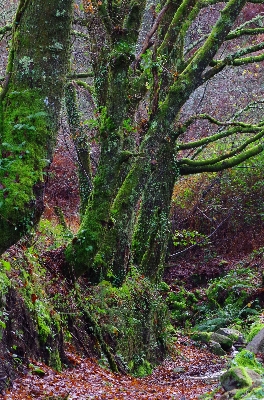 風景 木 森 荒野
 写真