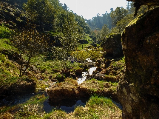 Landscape tree water nature Photo