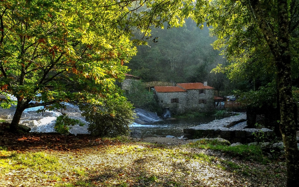 Krajobraz drzewo natura las