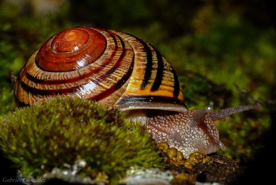 Doğa fotoğrafçılık yaban hayatı makro