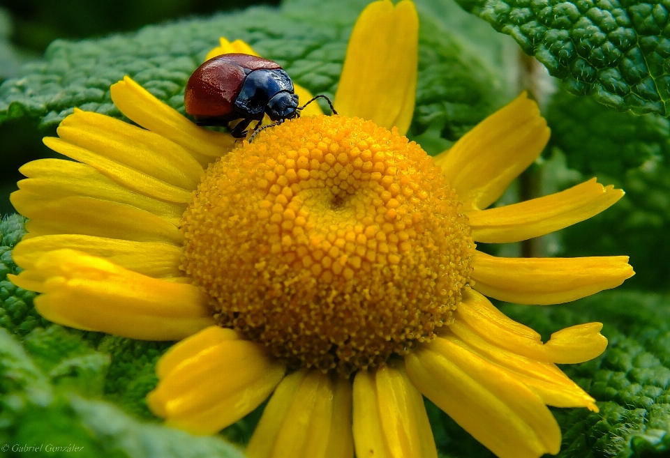 Doğa bitki alan fotoğrafçılık