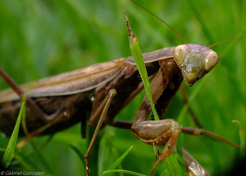 Natureza inseto macro fauna