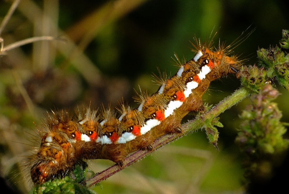 自然 写真撮影 花 野生動物