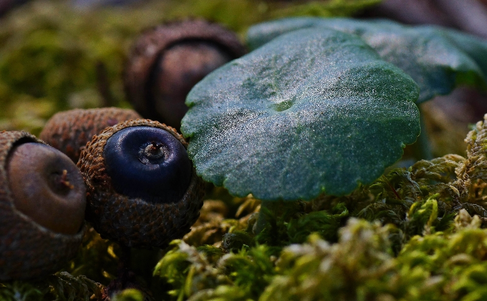 árvore natureza floresta plantar