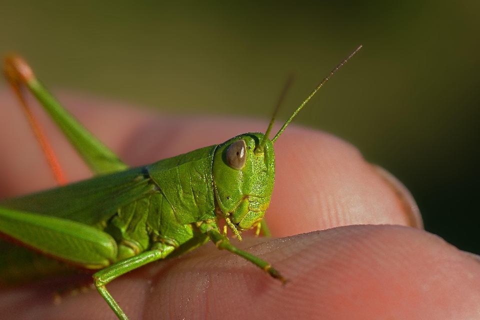 Naturaleza foto verde insecto