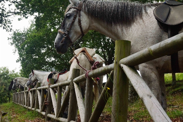 Farm photo zoo horse Photo