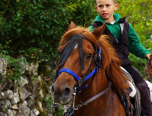 Foto Paisagem foto cavalo rédea
