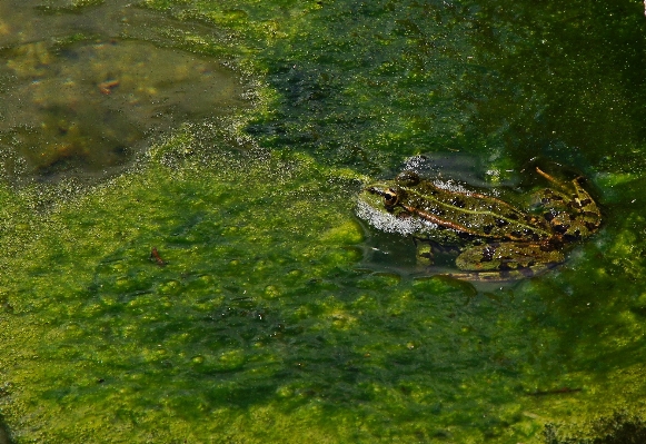 Nature swamp pond wildlife Photo