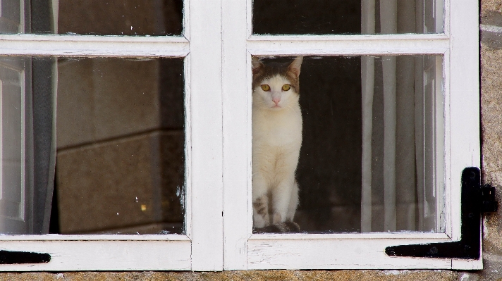 Foto Putih jendela kucing mamalia