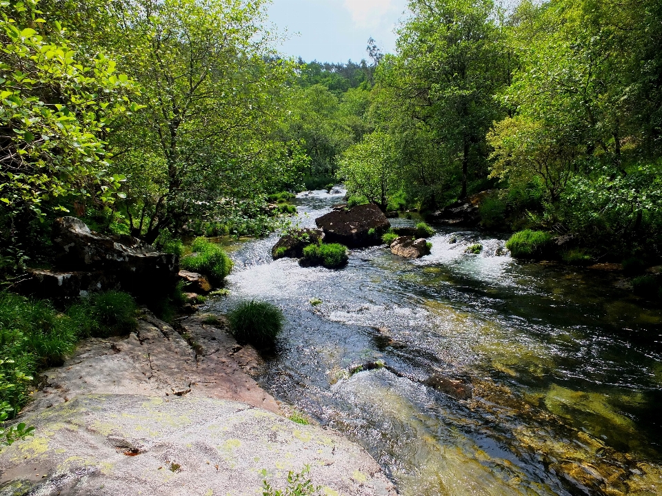 Landscape tree forest creek