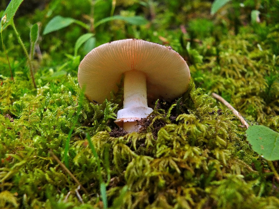 Natura foresta erba fiore