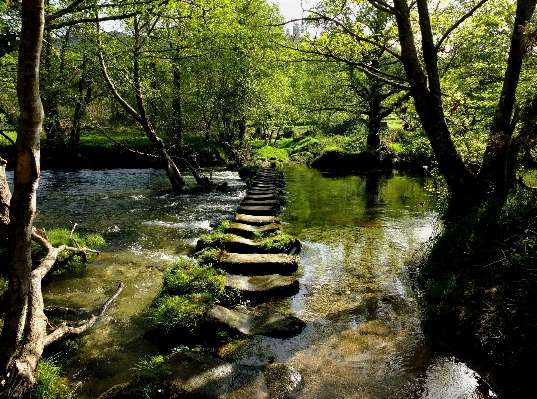 Landscape tree water nature Photo