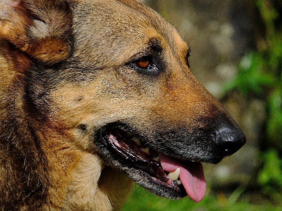 Doğa köpek makro memeli