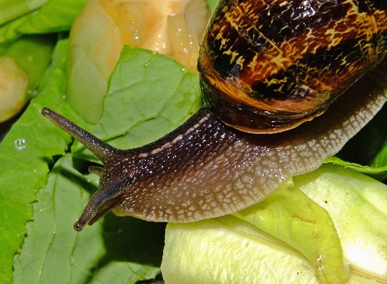 自然 大きい 生物学 fauna 写真