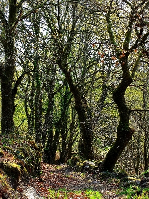 Landscape tree nature forest Photo