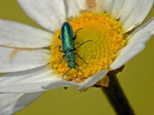 自然 写真撮影 花 花粉 写真