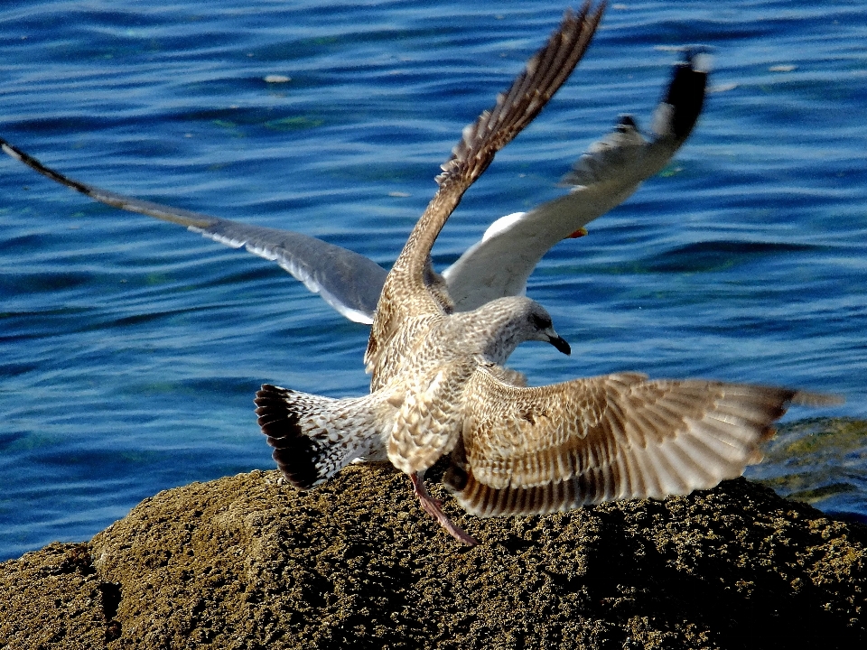 Sea nature bird wing