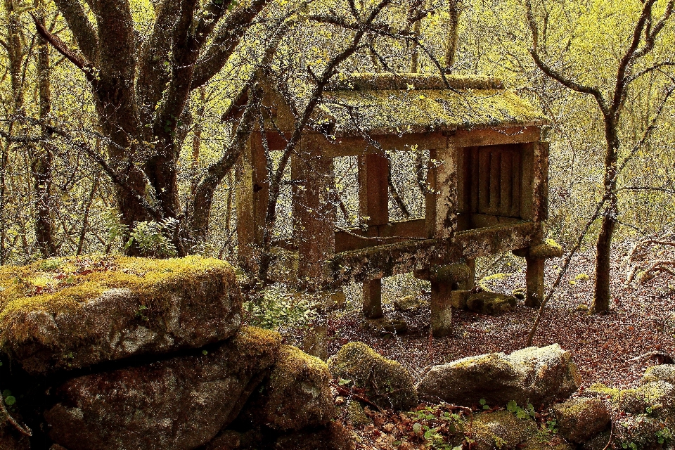 árbol bosque desierto
 cabaña