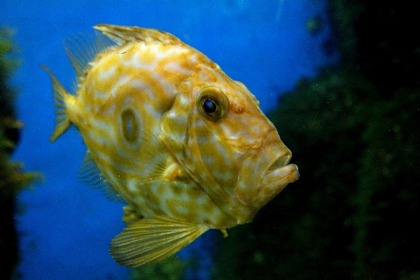 Underwater biology yellow fish Photo