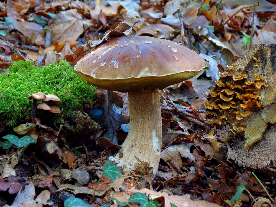 Natura foresta foglia autunno