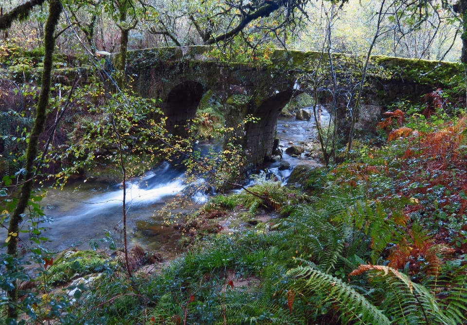 árbol agua bosque cascada