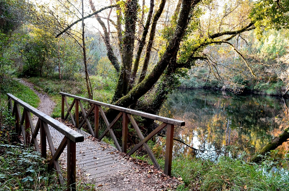 Ağaç su doğa orman